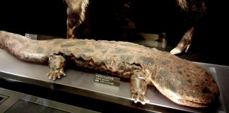 Salamandra gigantică japoneză (Andrias japonicus), un animal nocturn și carnivor