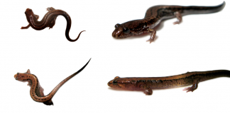 Salamandra neagră de munte (Desmognathus ochrophaeus)