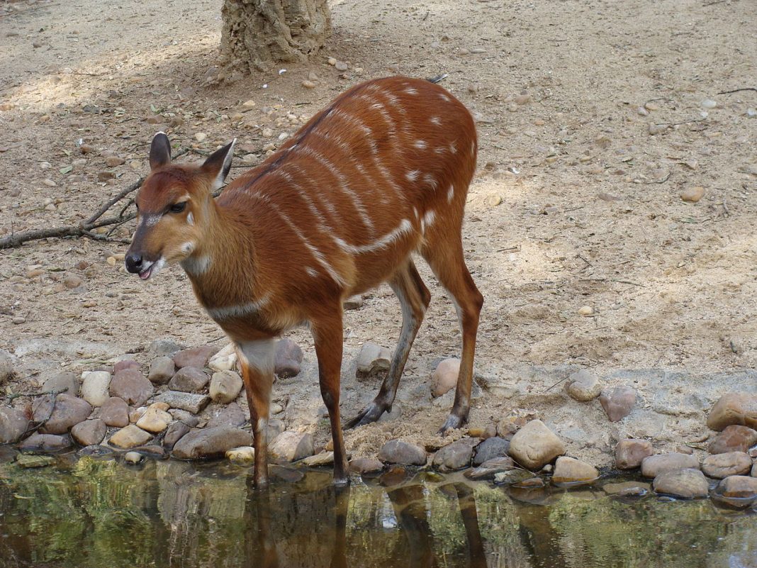 Sitatunga (Tragelaphus spekei), mamifere copitate timide Sitatunga (Tragelaphus spekei), mamifere copitate timide