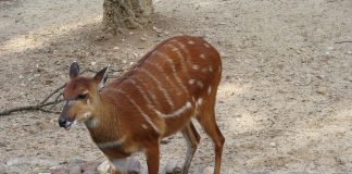 Sitatunga (Tragelaphus spekei), mamifere copitate timide