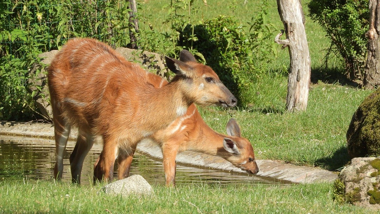 Sitatunga