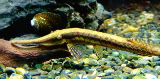 Somnul ramurea (Farlowella acus), un pește de apă dulce