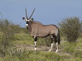 Specii de antilope, beisa sud-africană (Oryx gazella)