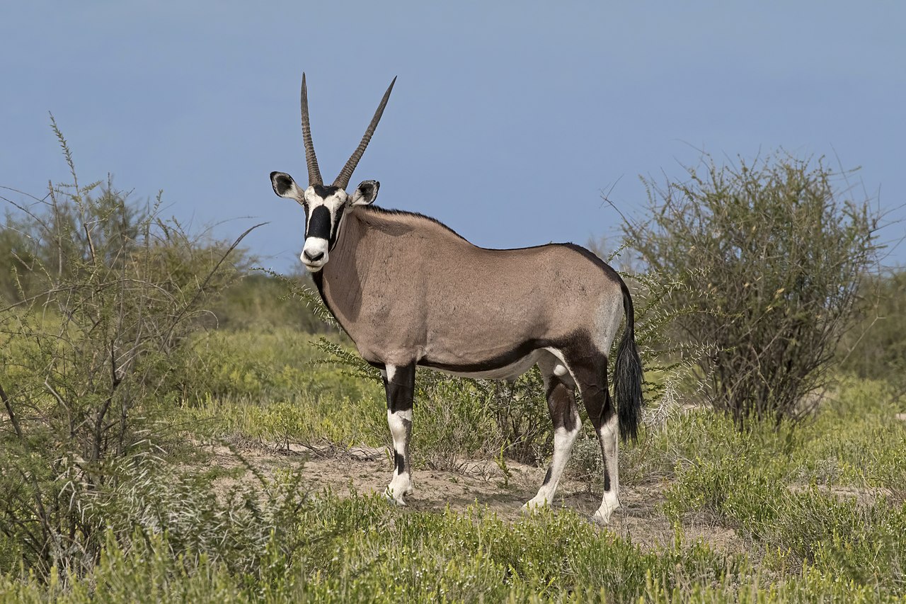 Specii de antilope, beisa sud-africană (Oryx gazella)