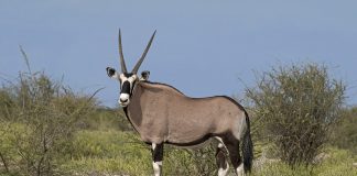 Specii de antilope, beisa sud-africană (Oryx gazella)