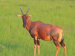 Specii de antilope, descoperă totul despre Sasabi (Damaliscus lunatus)