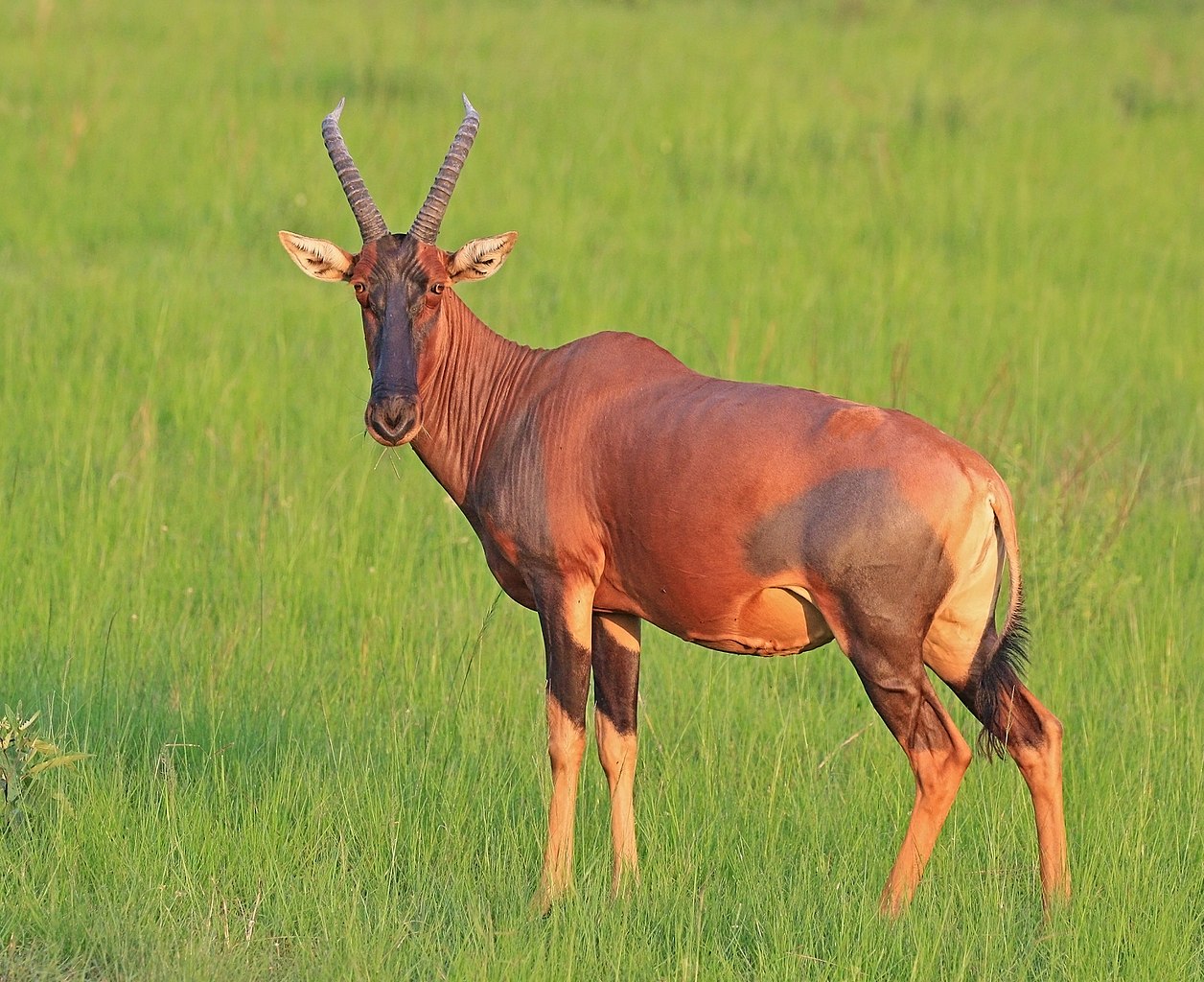 Specii de antilope, descoperă totul despre Sasabi (Damaliscus lunatus)