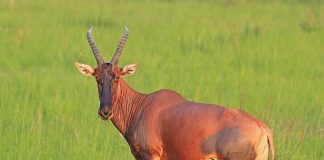 Specii de antilope, descoperă totul despre Sasabi (Damaliscus lunatus)
