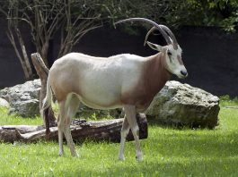 Specii de antilope, oryx cu coarne sabie (Oryx dammah)