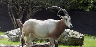 Specii de antilope, oryx cu coarne sabie (Oryx dammah)
