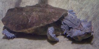 Specii de broaște țestoase, matamata (Chelus fimbriatus)