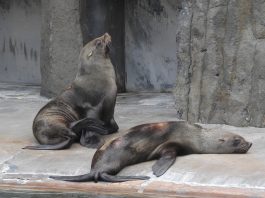 Specii de foci, ursul de mare cu capa (Arctocephalus pusillus)