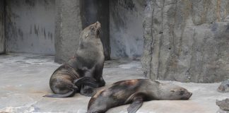 Specii de foci, ursul de mare cu capa (Arctocephalus pusillus)