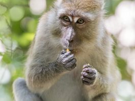 Specii de maimuțe, macacul mâncător de crabi (Macaca fascicularis)