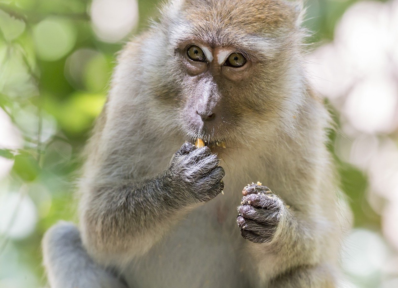 Specii de maimuțe, macacul mâncător de crabi (Macaca fascicularis)