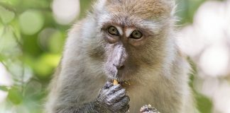 Specii de maimuțe, macacul mâncător de crabi (Macaca fascicularis)