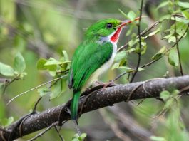 Specii de păsări înrudite cu pescărușii, todi jamaican (Todus todus)