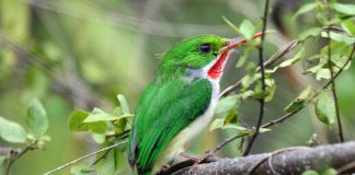 Specii de păsări înrudite cu pescărușii, todi jamaican (Todus todus)