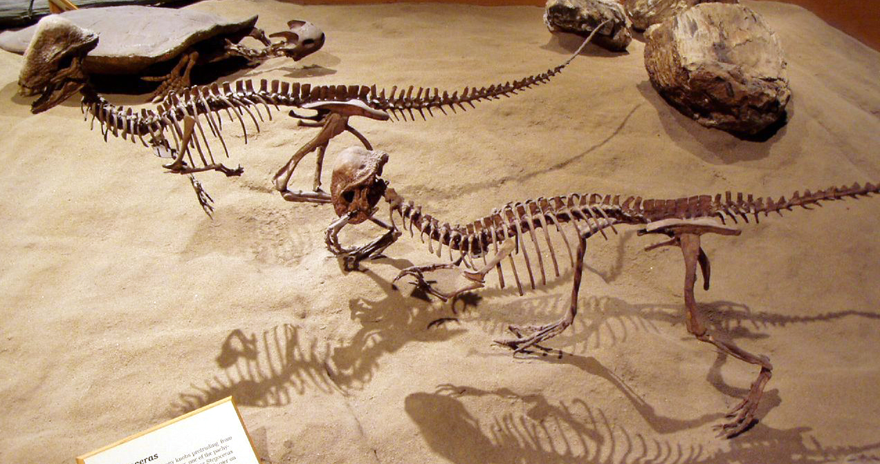 Stegoceras