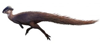 Stegoceras, dinozaurul cu cap de berbec din Cretacicul superior