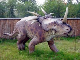 Styracosaurus, un dinozaur cu multe coarne din era Mezozoică