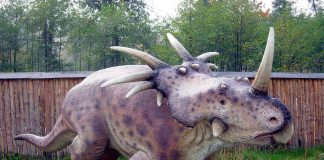 Styracosaurus, un dinozaur cu multe coarne din era Mezozoică