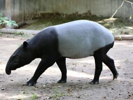 Tapirul indian (Tapirus indicus), un animal nocturn și solitar