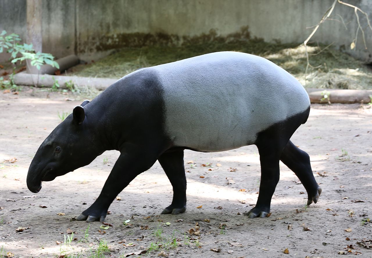 Tapirul indian (Tapirus indicus), un animal nocturn și solitar