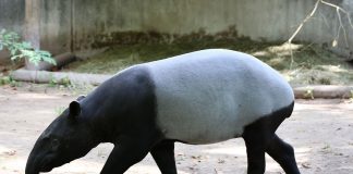 Tapirul indian (Tapirus indicus), un animal nocturn și solitar
