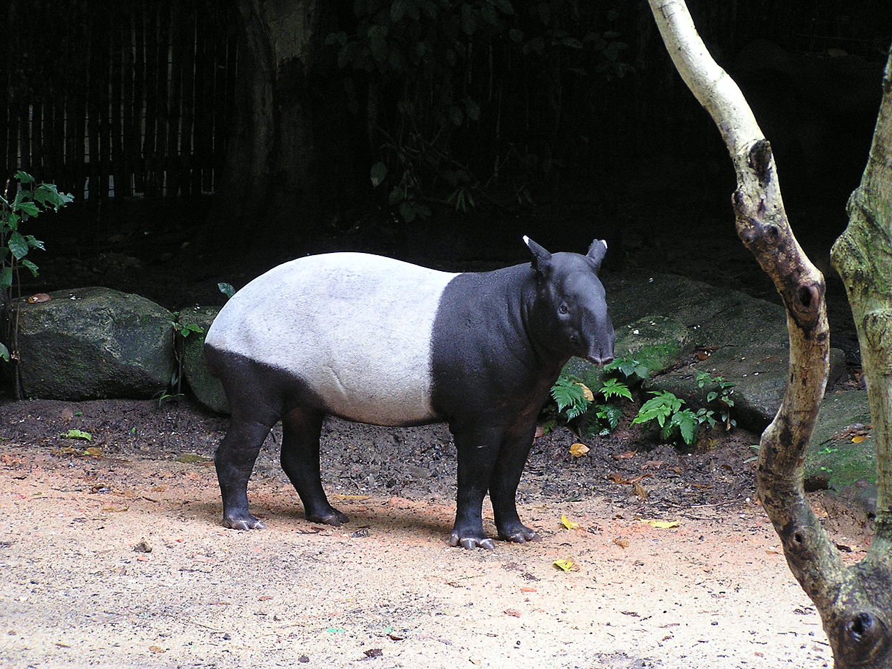 Tapirul indian