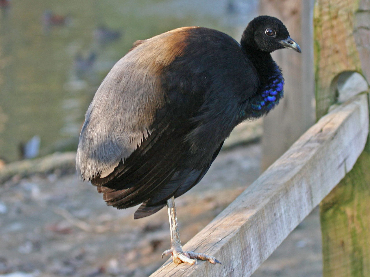 Trompetarul (Psophia crepitans), vezi ce fel de pasăre este aceasta