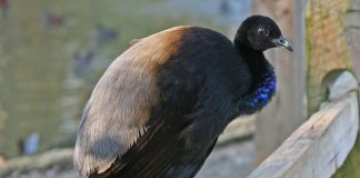 Trompetarul (Psophia crepitans), vezi ce fel de pasăre este aceasta