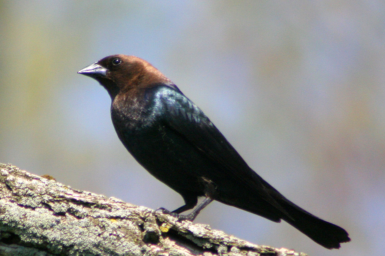 Trupialul negru de cireadă