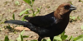 Trupialul negru de cireadă (Molothrus ater), se hrănește în special cu semințe