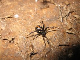 Văduva neagră (Latrodectus mactans), unul dintre cei mai periculoși păianjeni