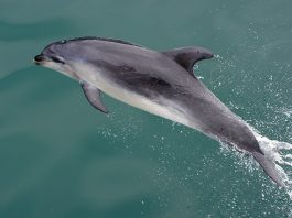 Vezi ce salturi extraordinare face delfinul întunecat (Lagenorhynchus obscurus)