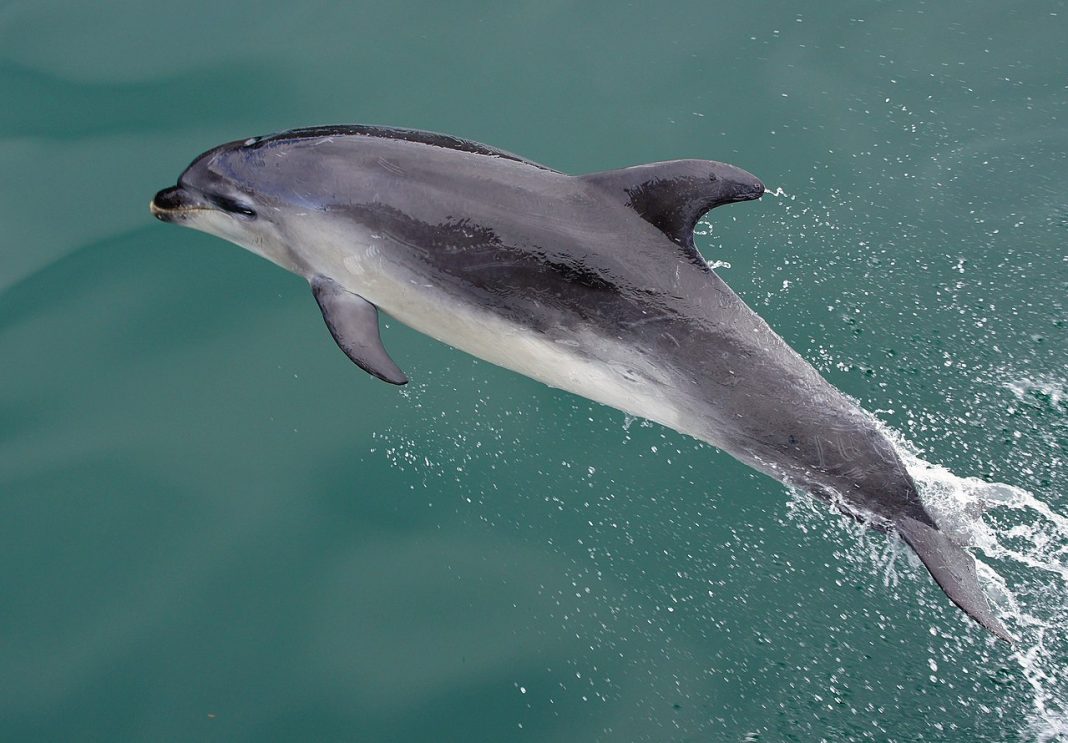 Vezi ce salturi extraordinare face delfinul întunecat (Lagenorhynchus obscurus)