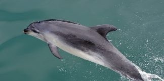 Vezi ce salturi extraordinare face delfinul întunecat (Lagenorhynchus obscurus)