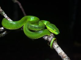 Vipera cu buze albe (Trimeresurus albolabris), un șarpe veninos