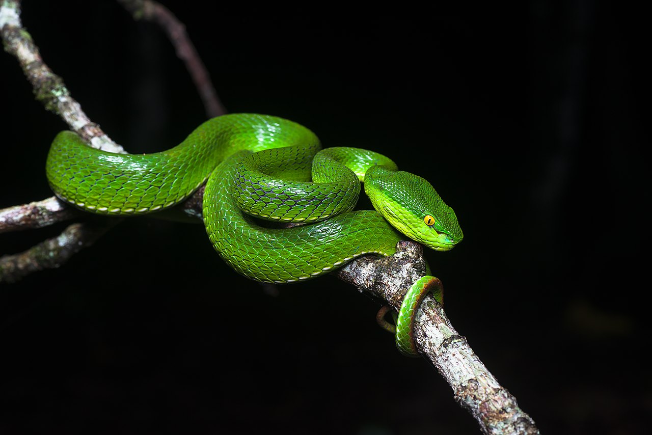 Vipera cu buze albe (Trimeresurus albolabris), un șarpe veninos