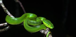 Vipera cu buze albe (Trimeresurus albolabris), un șarpe veninos