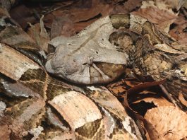 Vipera gaboneza (Bitis gabonicus), un șarpe veninos