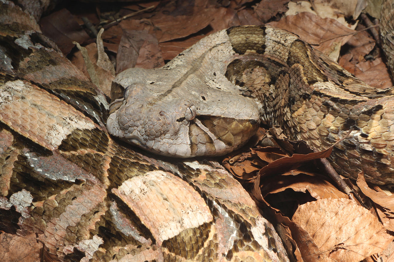 Vipera gaboneza (Bitis gabonicus), un șarpe veninos