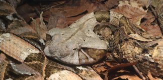 Vipera gaboneza (Bitis gabonicus), un șarpe veninos