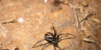 Văduva neagră (Latrodectus mactans), unul dintre cei mai periculoși păianjeni