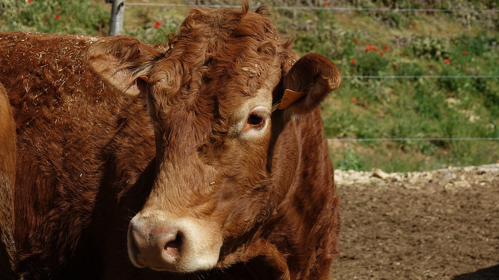 mad cow disease mad cow disease