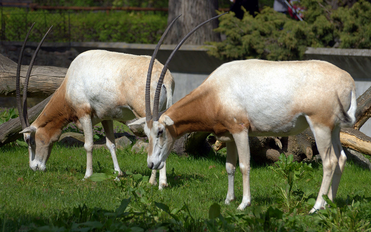 oryx cu coarne sabie