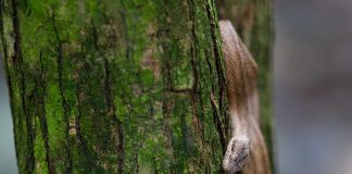 Șarpele de lemn cubanez (Tropidophis melanurus), află toate detaliile