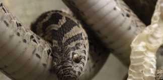 Șarpele mâncător de ouă comun (Dasypeltis scabra)