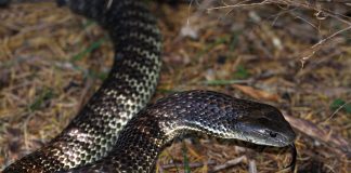 Șarpele-tigru australian (Notechis scutatus), un șarpe veninos